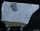 Inch Elrathia Trilobite In Matrix - Utah #2480-1